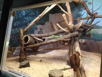 5/28/2014 - Matschie's Tree Kangaroo Exhibit