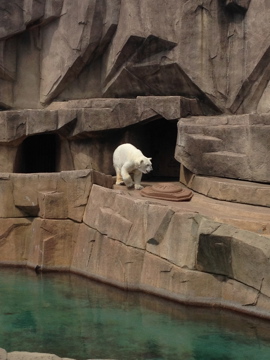 5/28/2014 - Snow Lilly