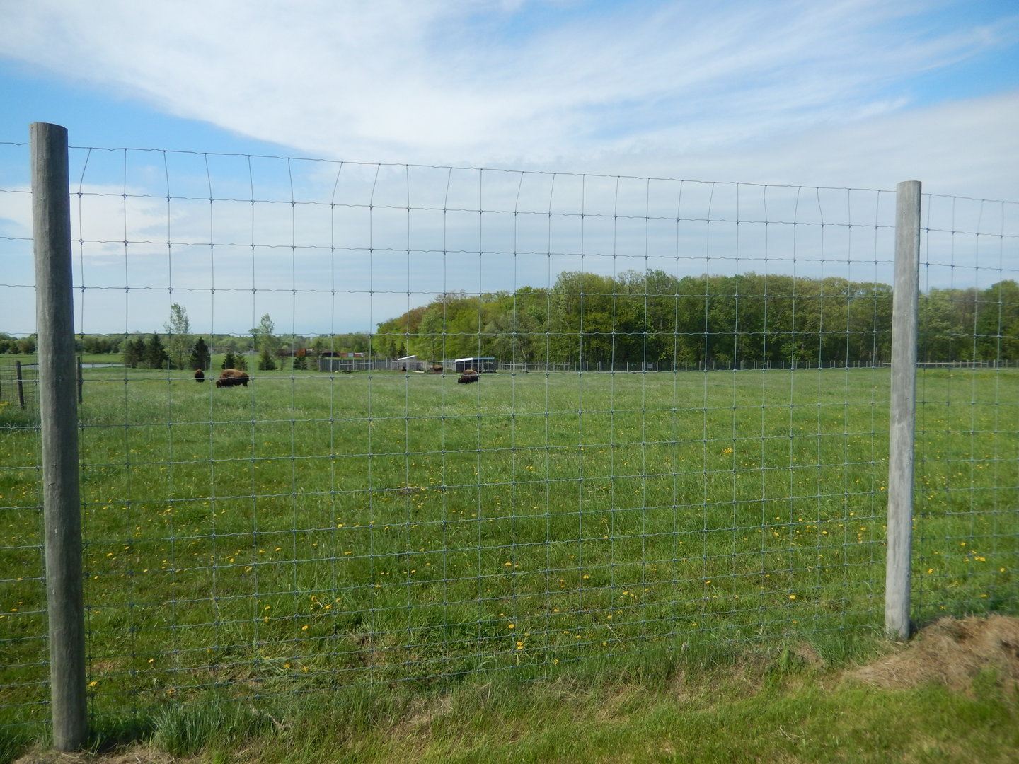5/28/2022 - American Bison Paddock