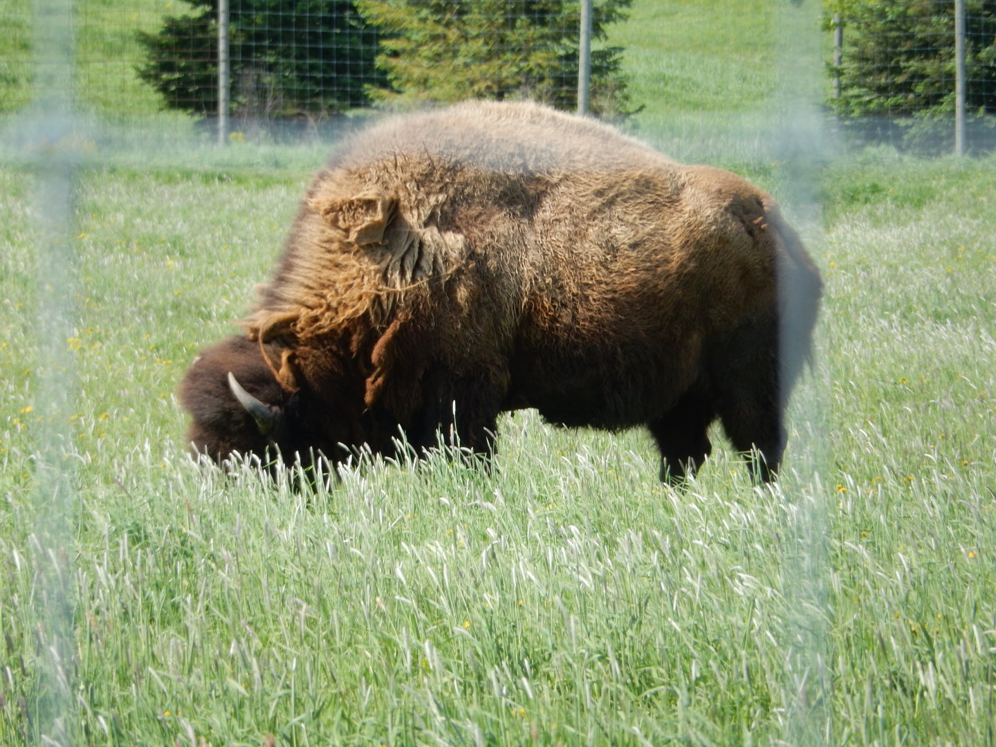 5/28/2022 - American Bison
