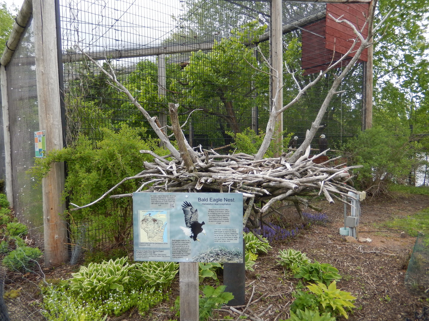 5/28/2022 - Bald Eagle Nest Replica