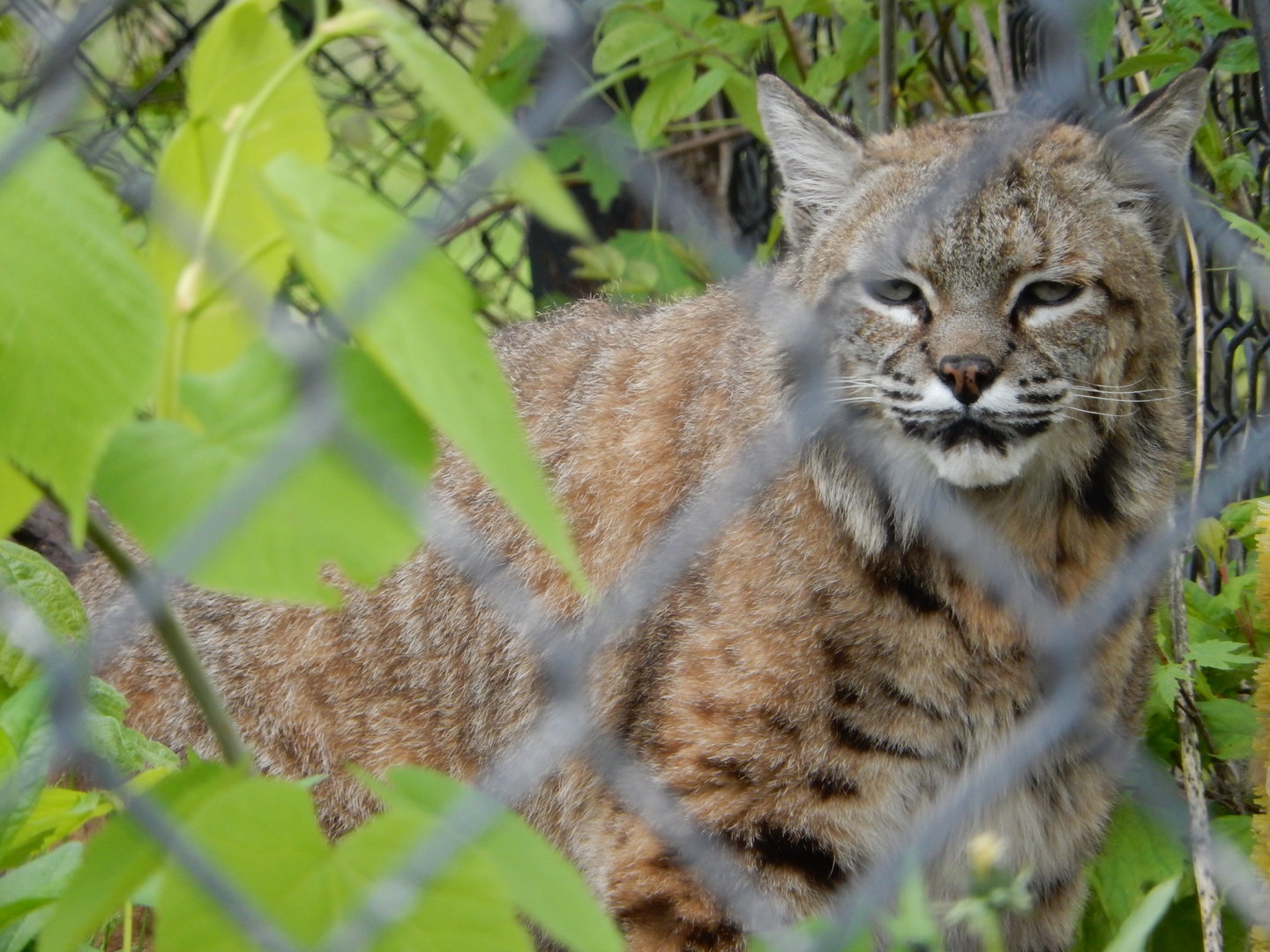 5/28/2022 - Bobcat