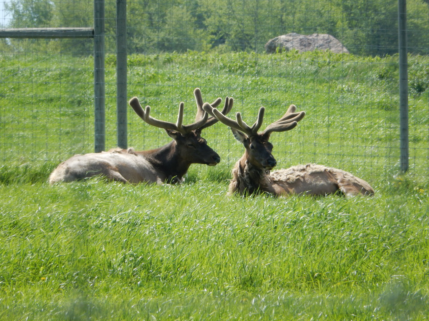5/28/2022 - Elk Bulls