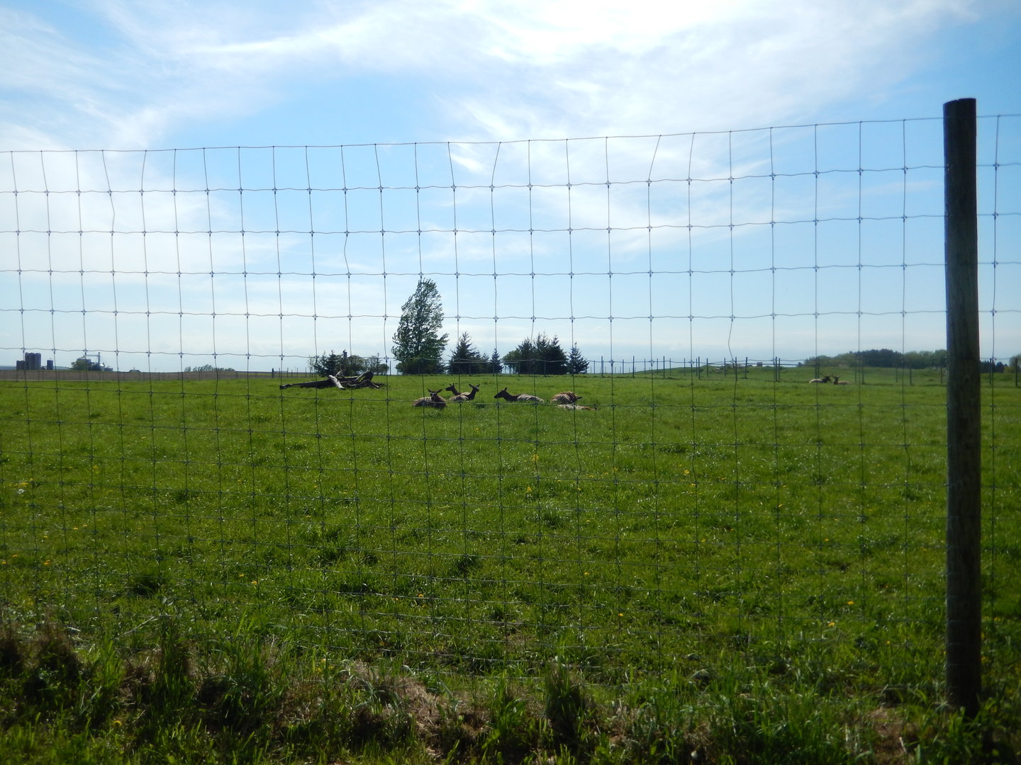 5/28/2022 - Elk Paddock