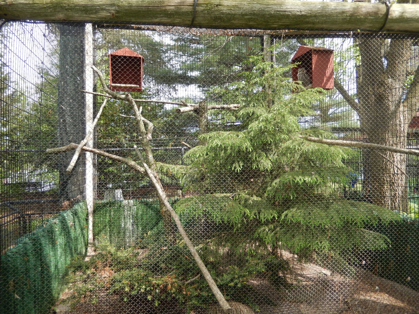 5/28/2022 - Great Horned Owl Exhibit