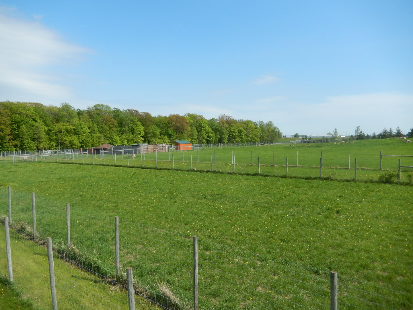 5/28/2022 - Hoofstock Paddock