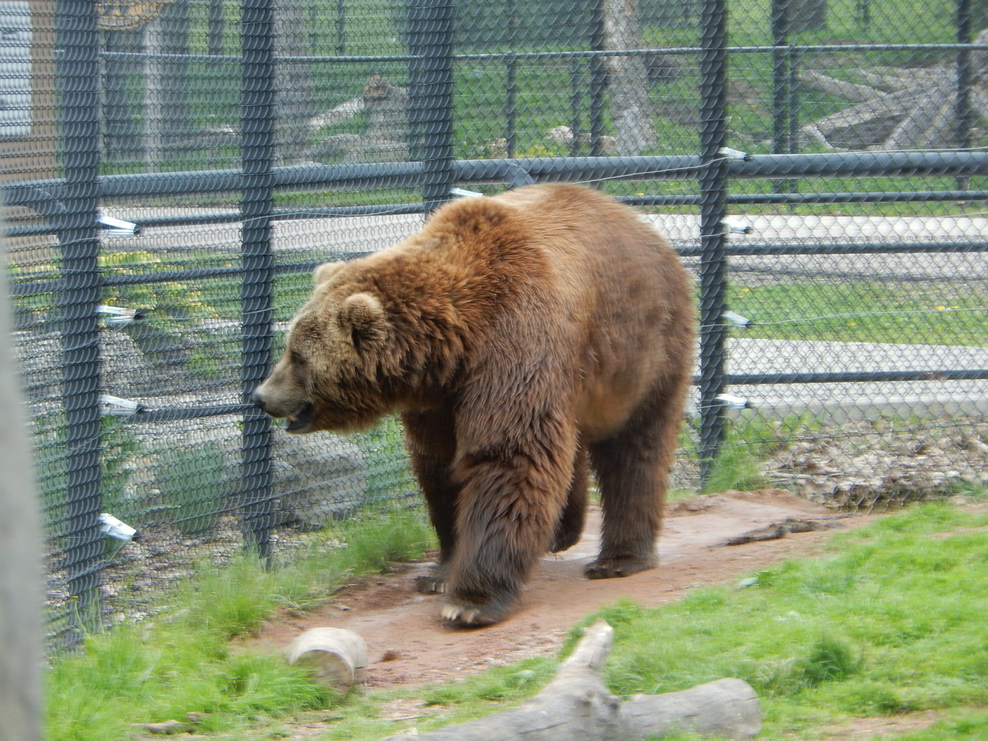 5/28/2022 - Kodiak Bear