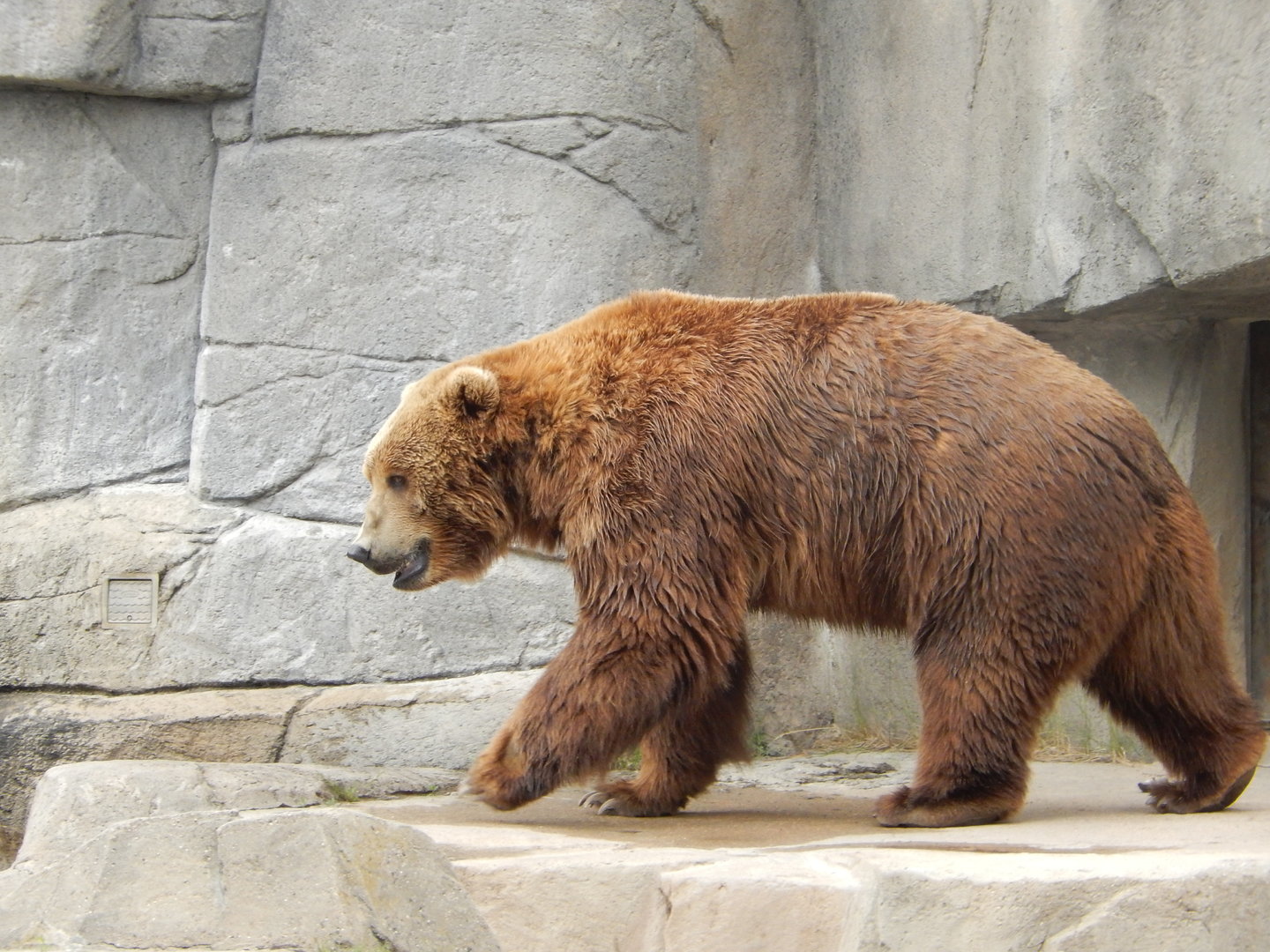 5/28/2022 - Kodiak Bear