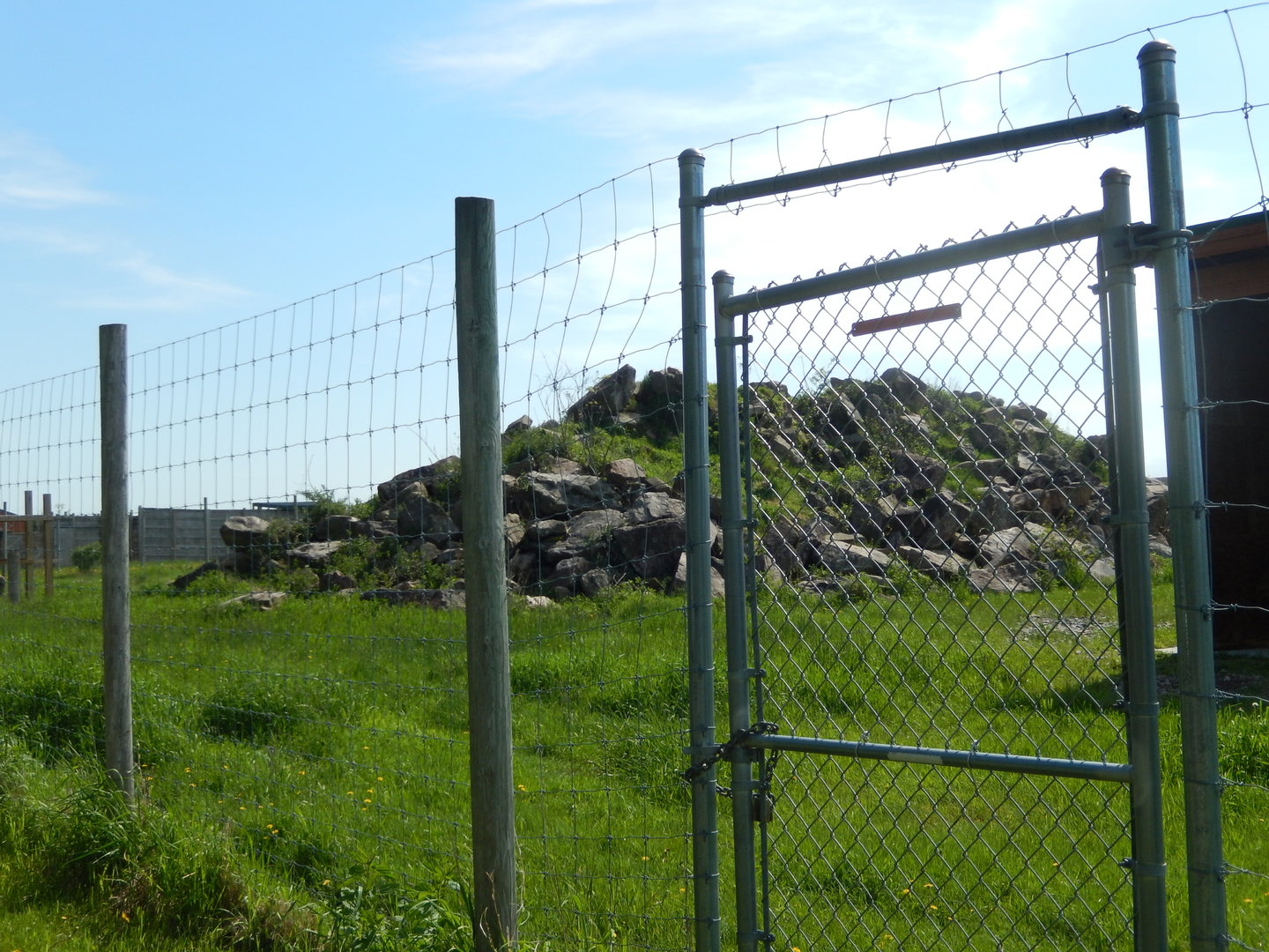 5/28/2022 - Mountain Goat Paddock
