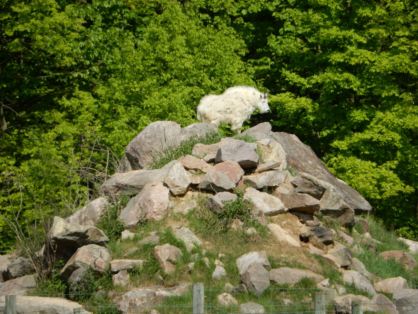 5/28/2022 - Mountain Goat