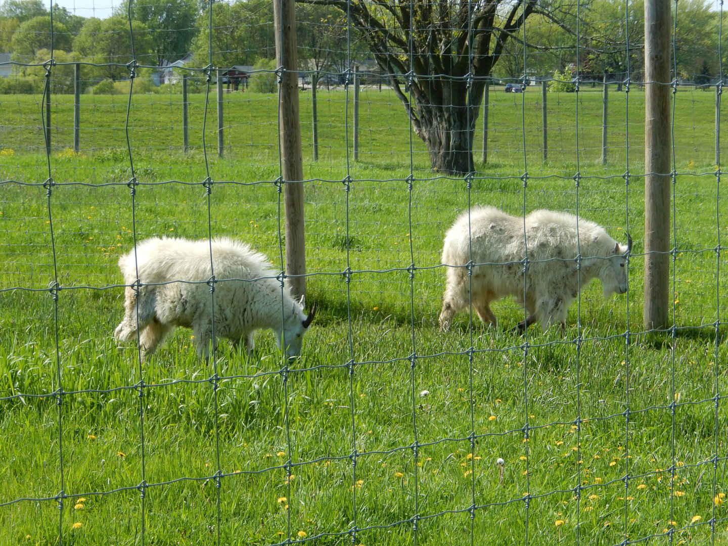 5/28/2022 - Mountain Goats