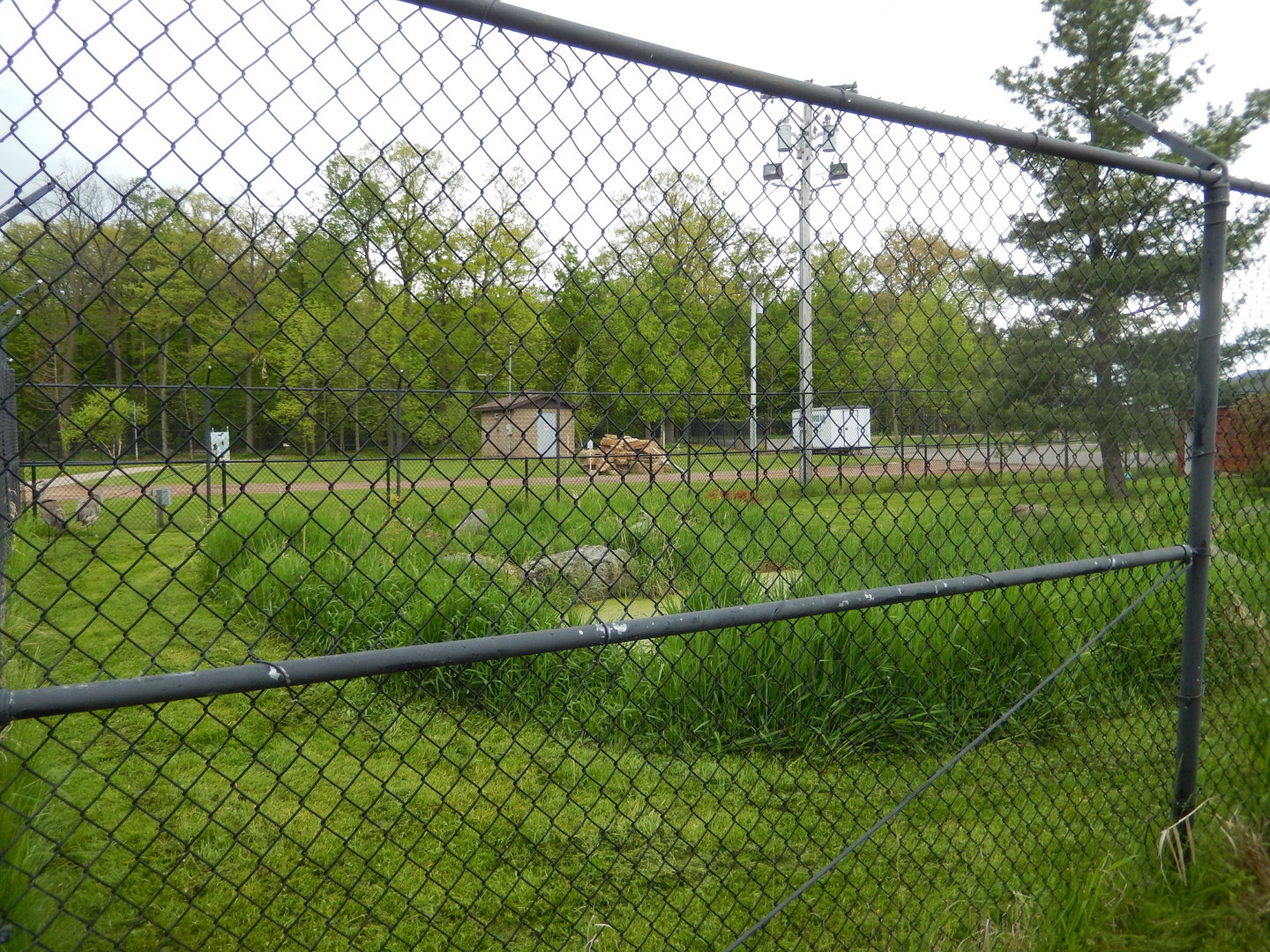 5/28/2022 - Sandhill Crane Exhibit
