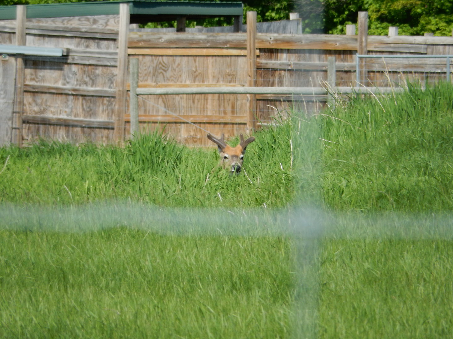 5/28/2022 - White-tailed Deer