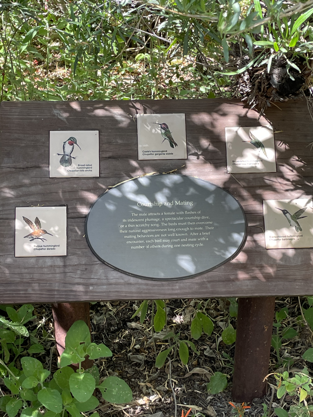 5/8/2022 - All the Hummingbird Species On Display