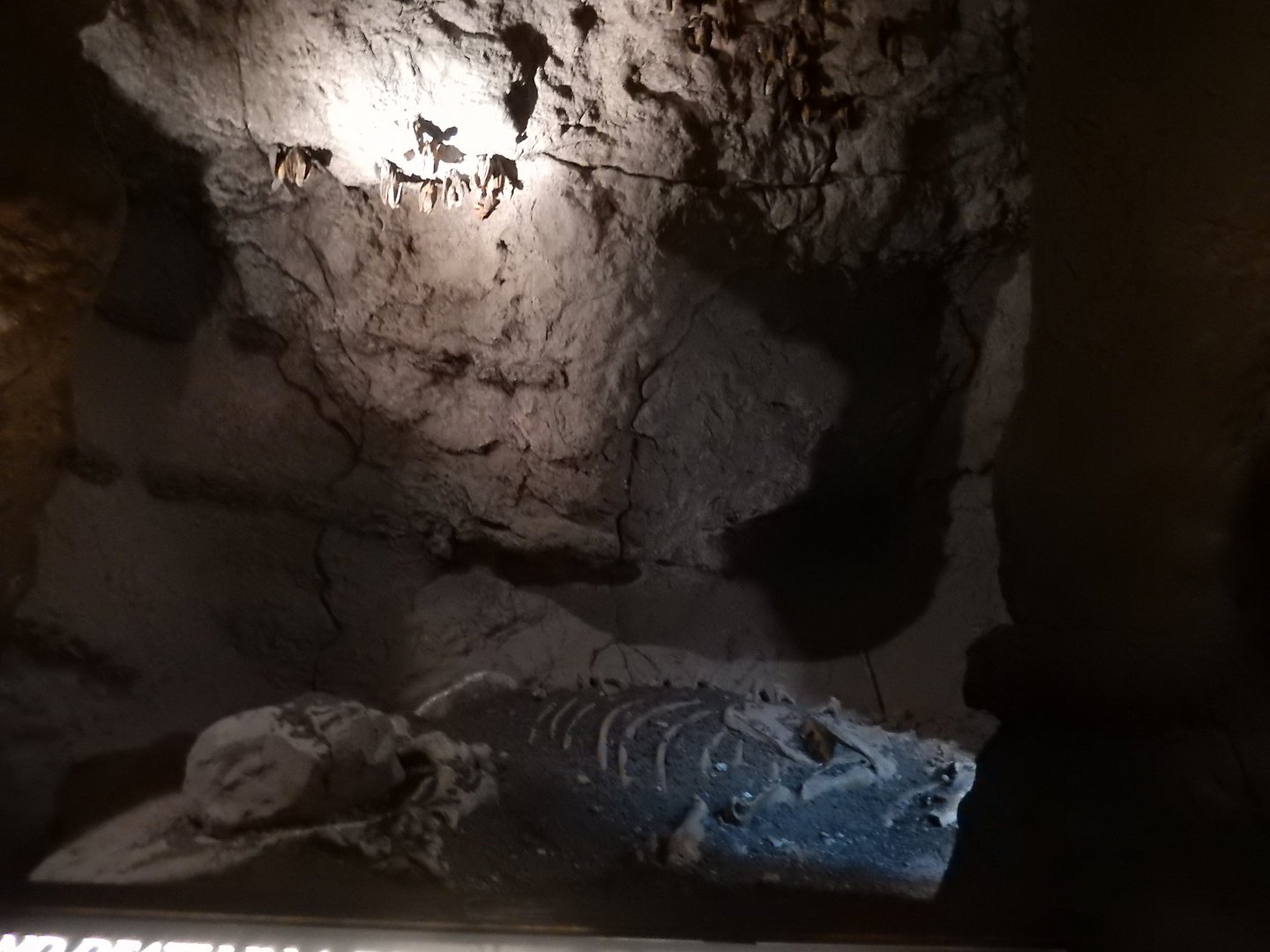 5/8/2022 - Bat Display Cave