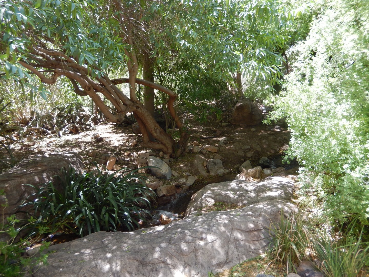 5/8/2022 - Birds of the Sonoran Desert - General View
