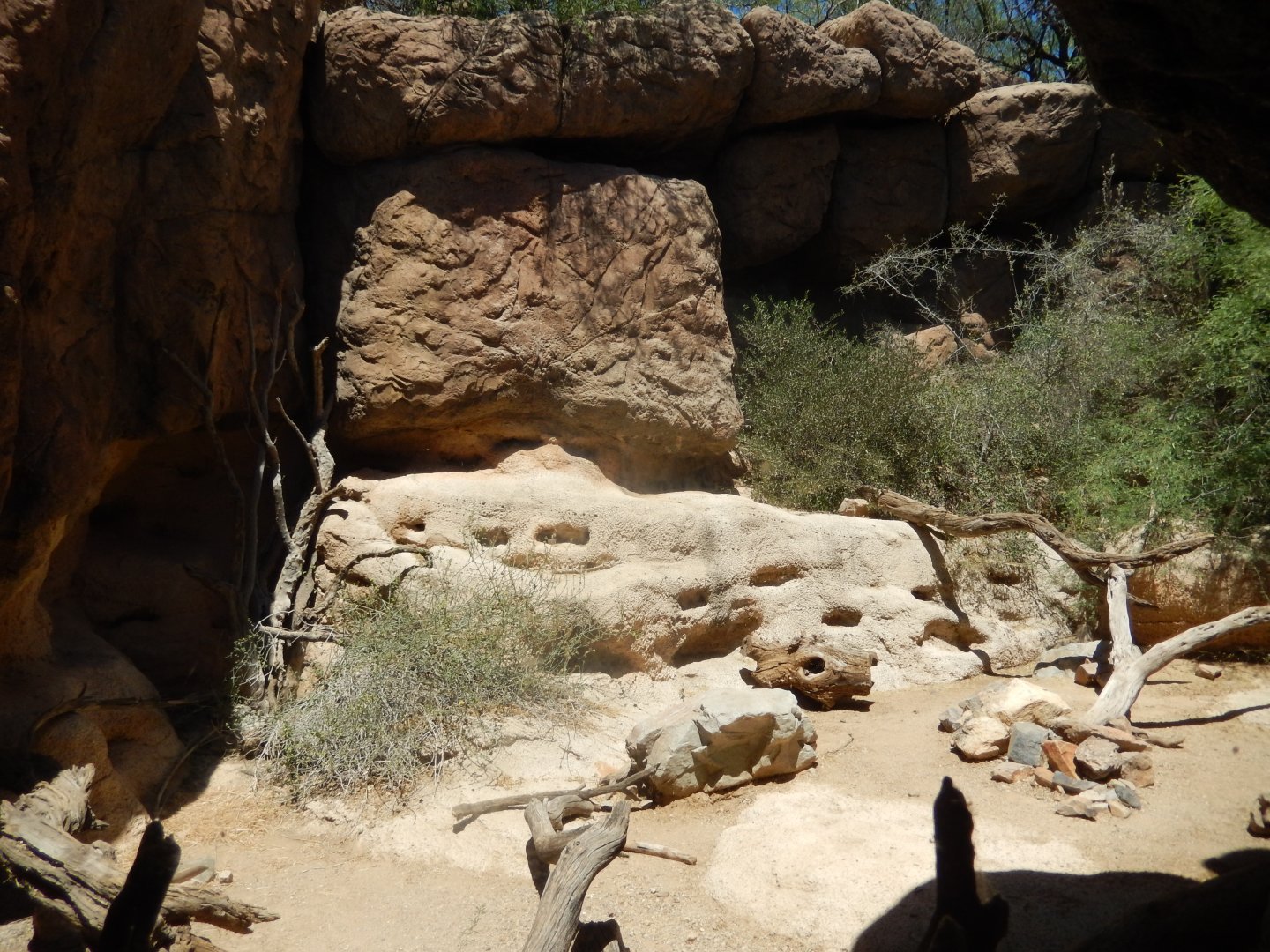 5/8/2022 - Bobcat Exhibit