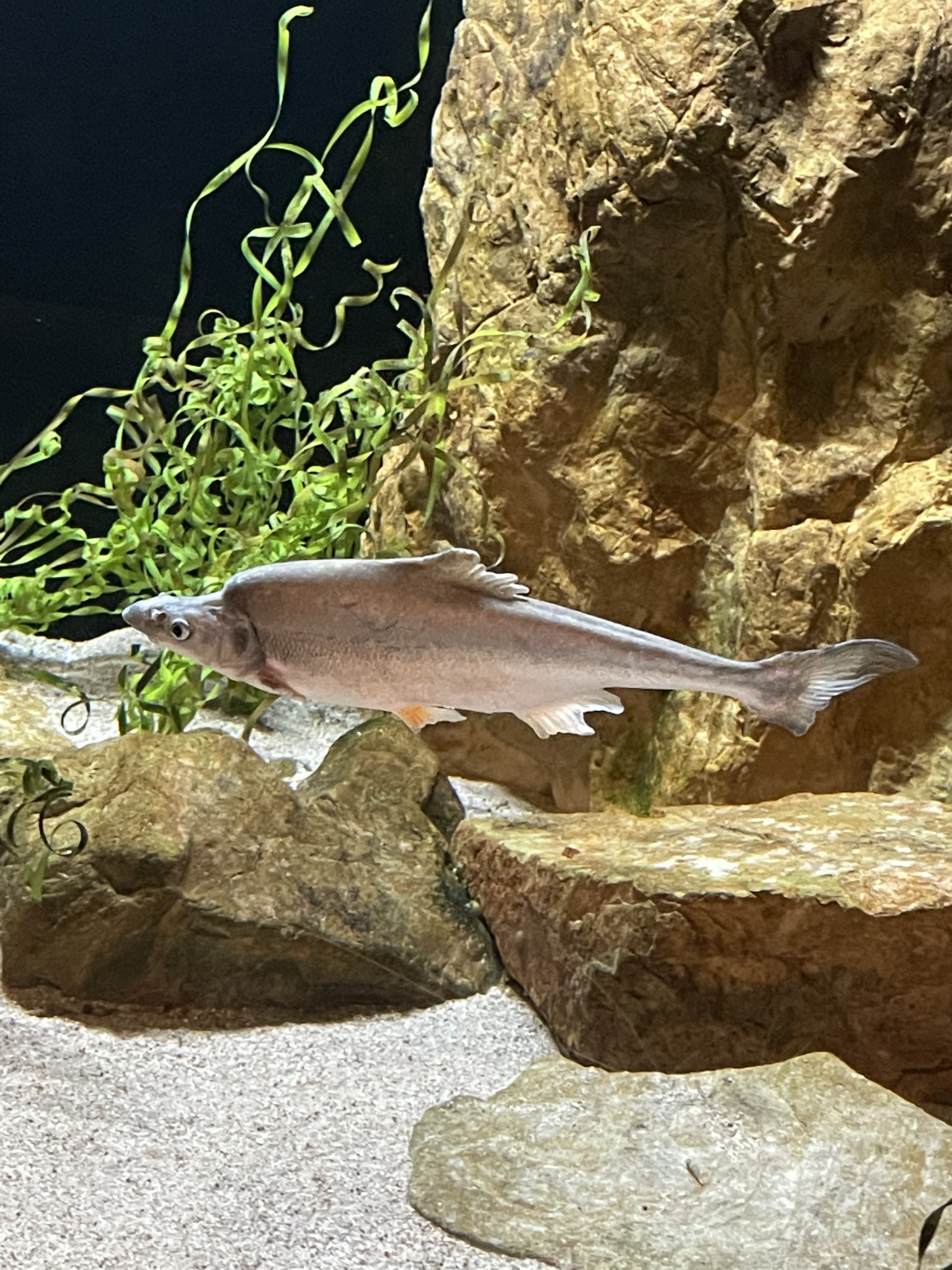 5/8/2022 - Bonytail Chub