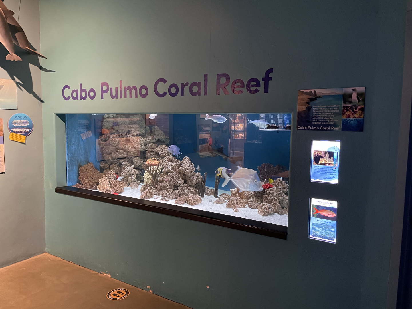 5/8/2022 - Cabo Pulmo Coral Reef Tank