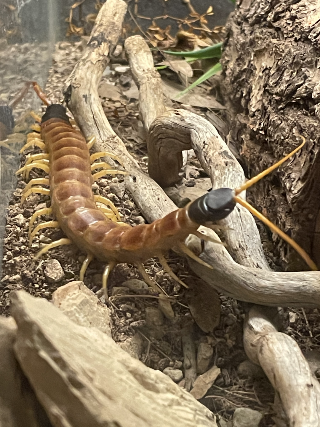 5/8/2022 - Centipede (Species?)