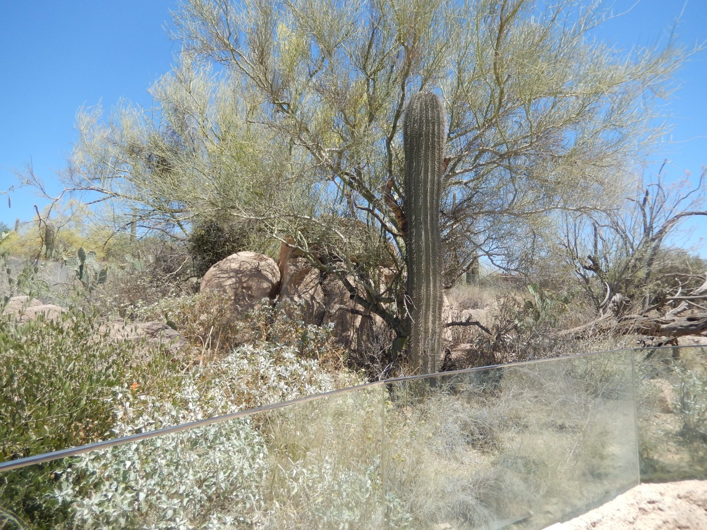 5/8/2022 - Chuckwalla & Eastern Collared Lizard Habitat