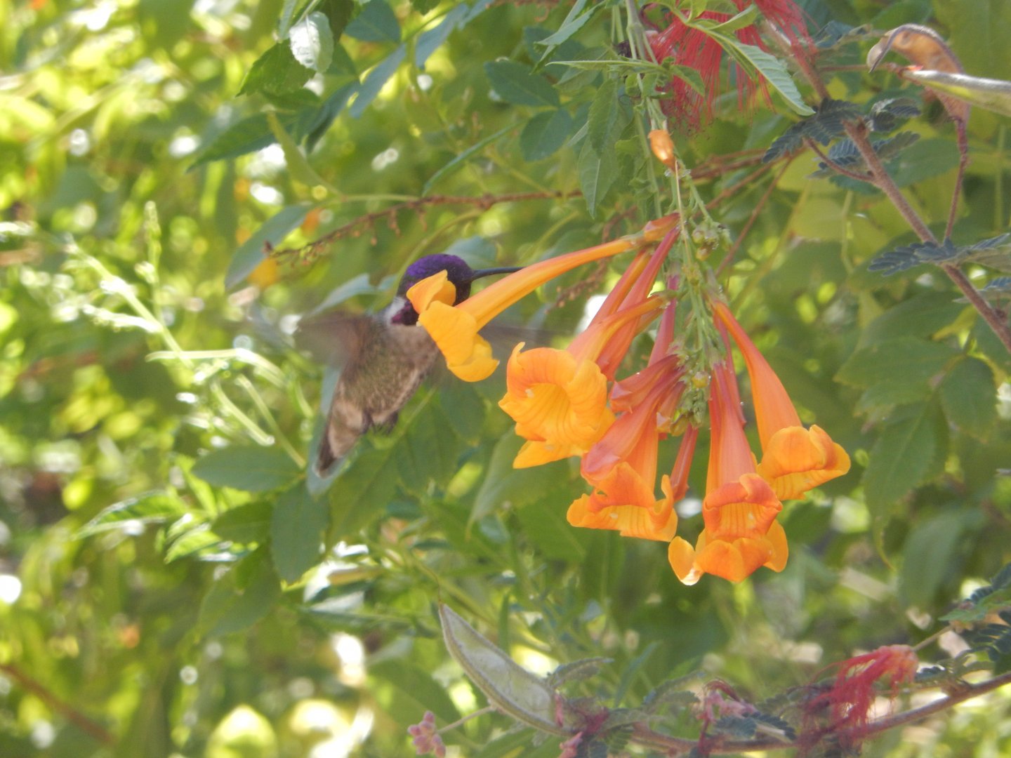 5/8/2022 - Costa's Hummingbird