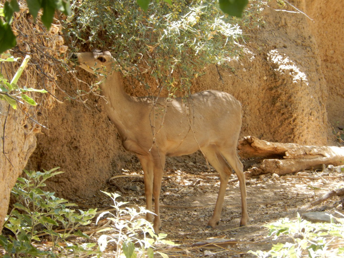 5/8/2022 - Coues White-tailed Deer