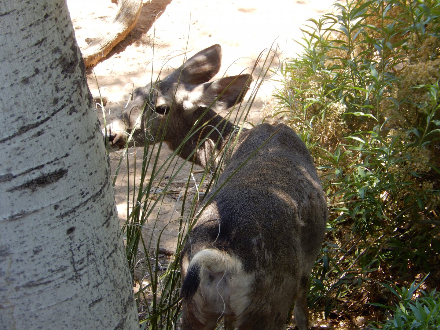 5/8/2022 - Coues White-tailed Deer