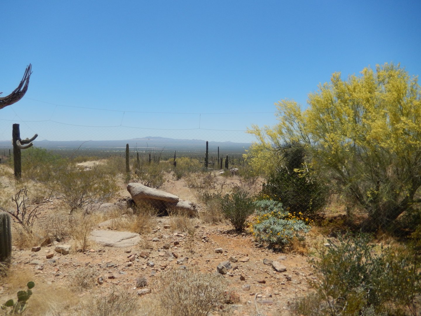 5/8/2022 - Coyote Habitat