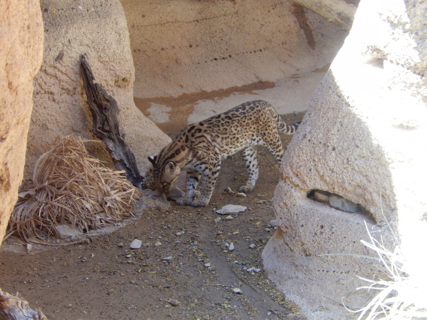 5/8/2022 - Curiosity Has Got This Cat