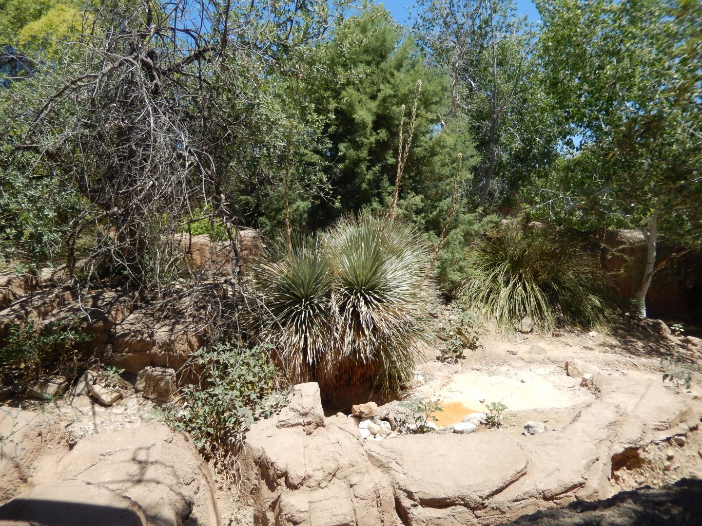 5/8/2022 - Deer Habitat (Back View)