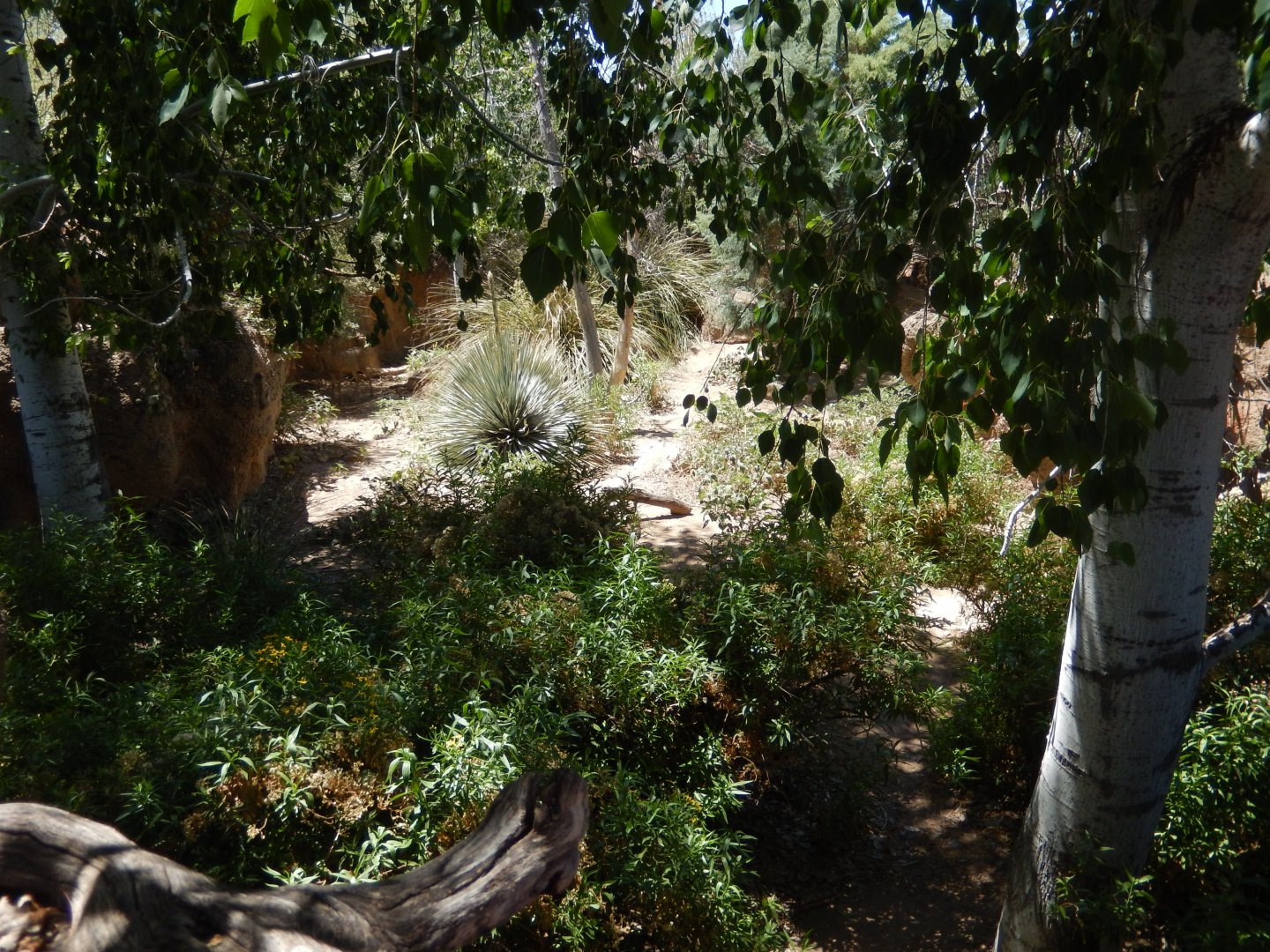 5/8/2022 - Deer Habitat