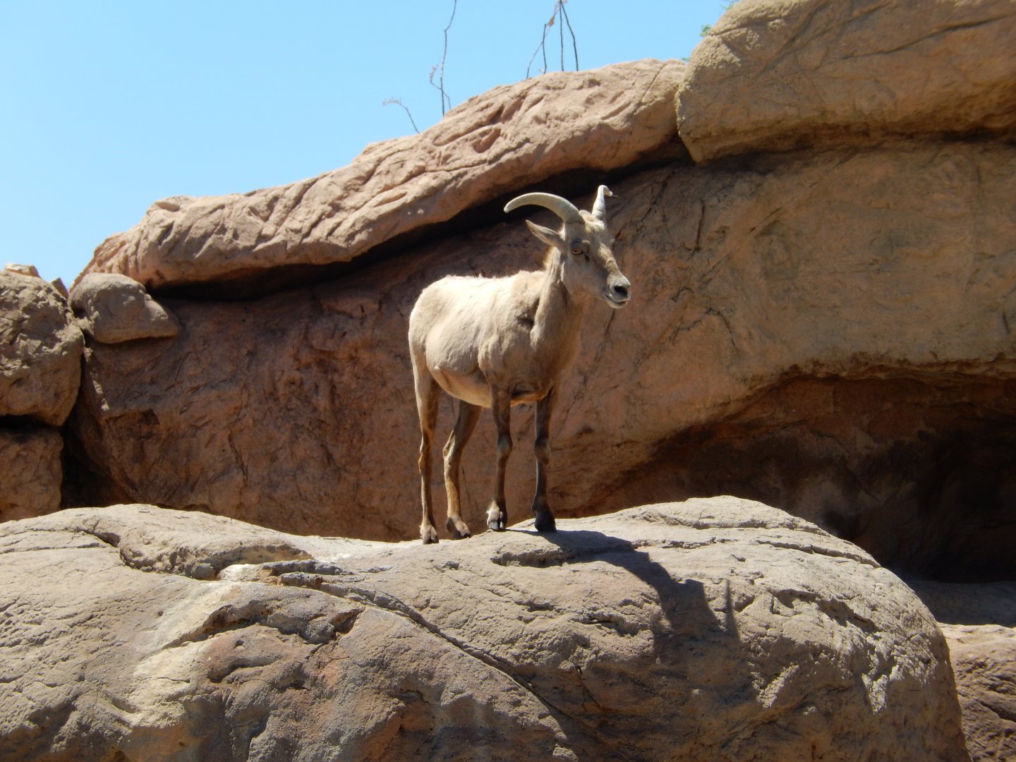 5/8/2022 - Desert Bighorn Sheep Ewe