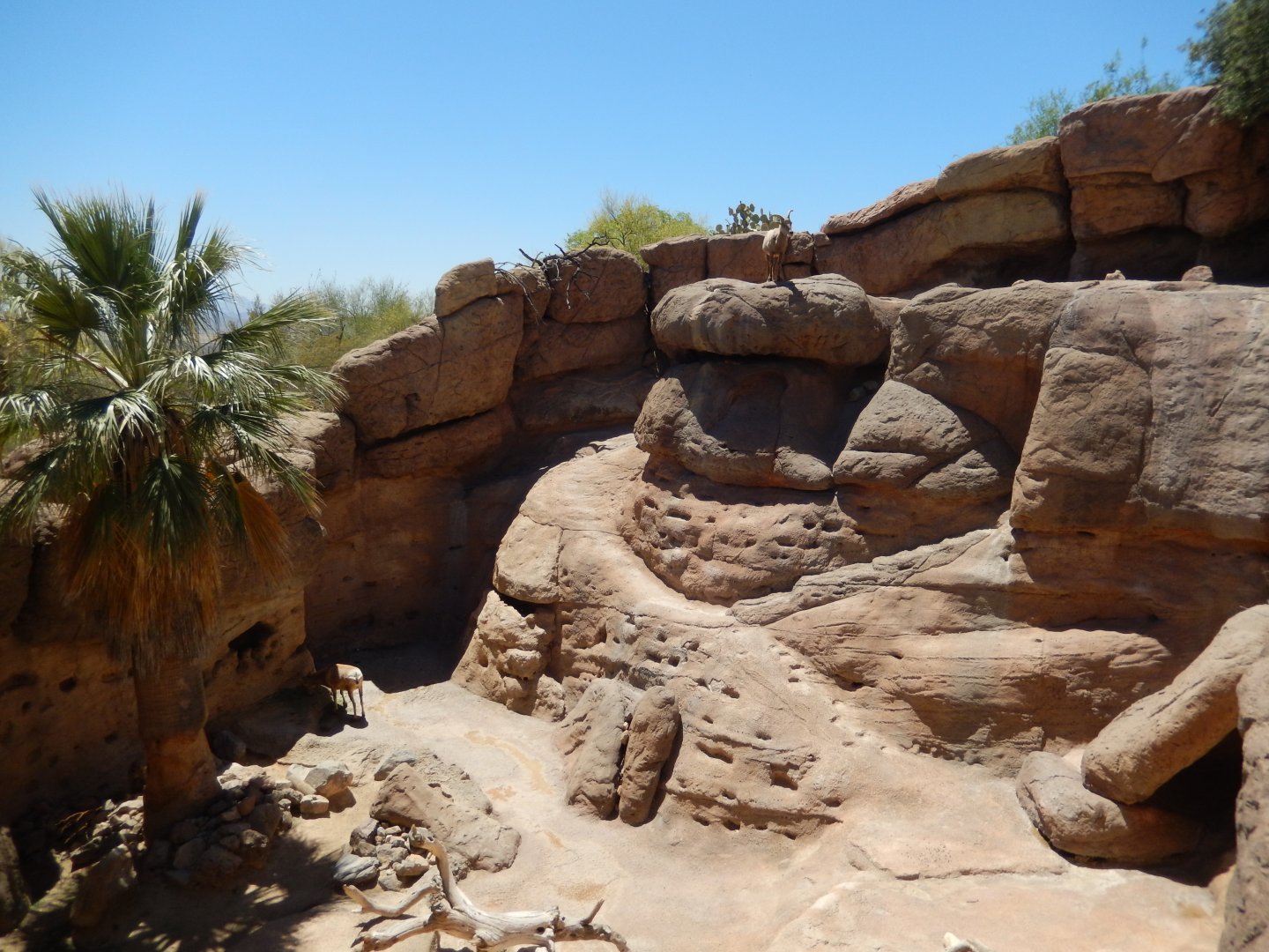 5/8/2022 - Desert Bighorn Sheep Habitat