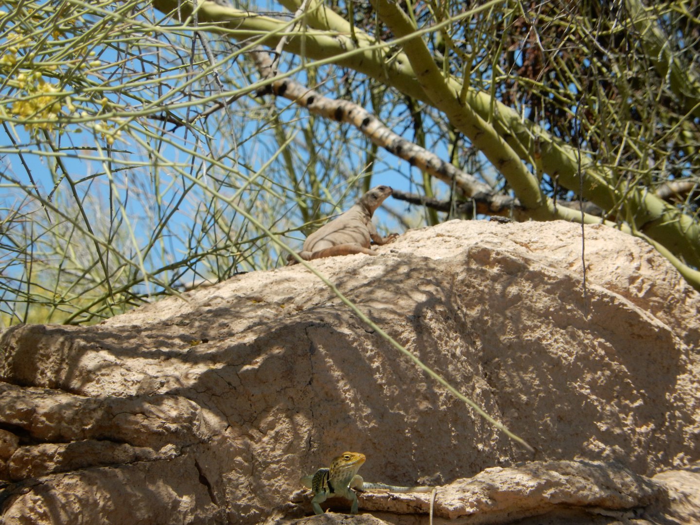 5/8/2022 - Eastern Collared Lizard (?)