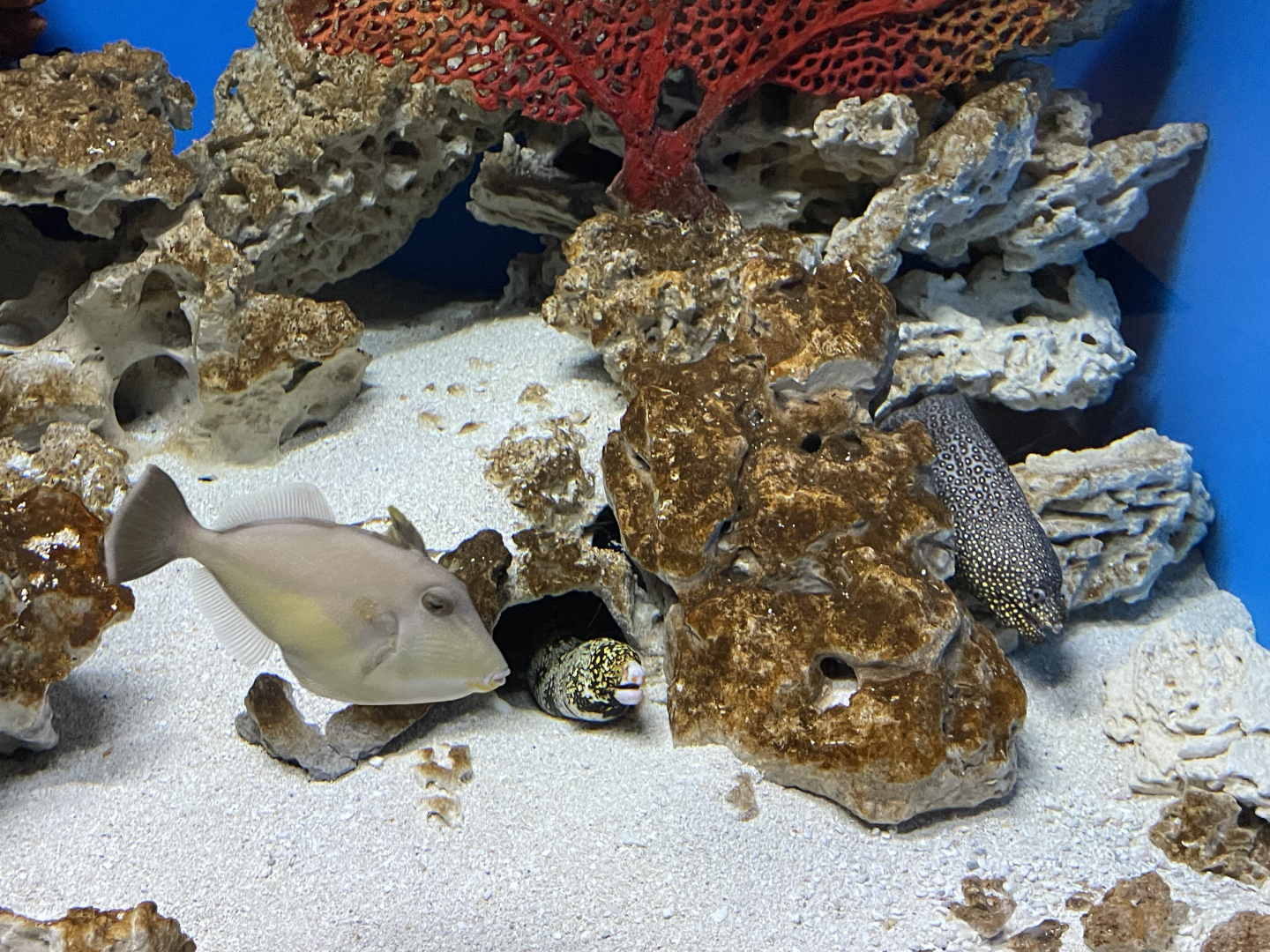 5/8/2022 - Eels and Fish