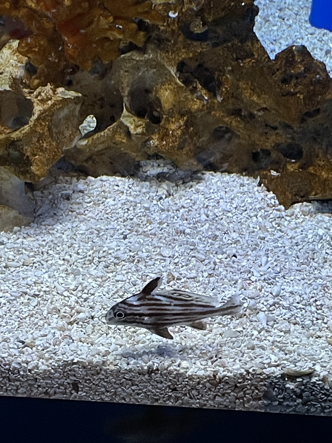 5/8/2022 - Fish Species?