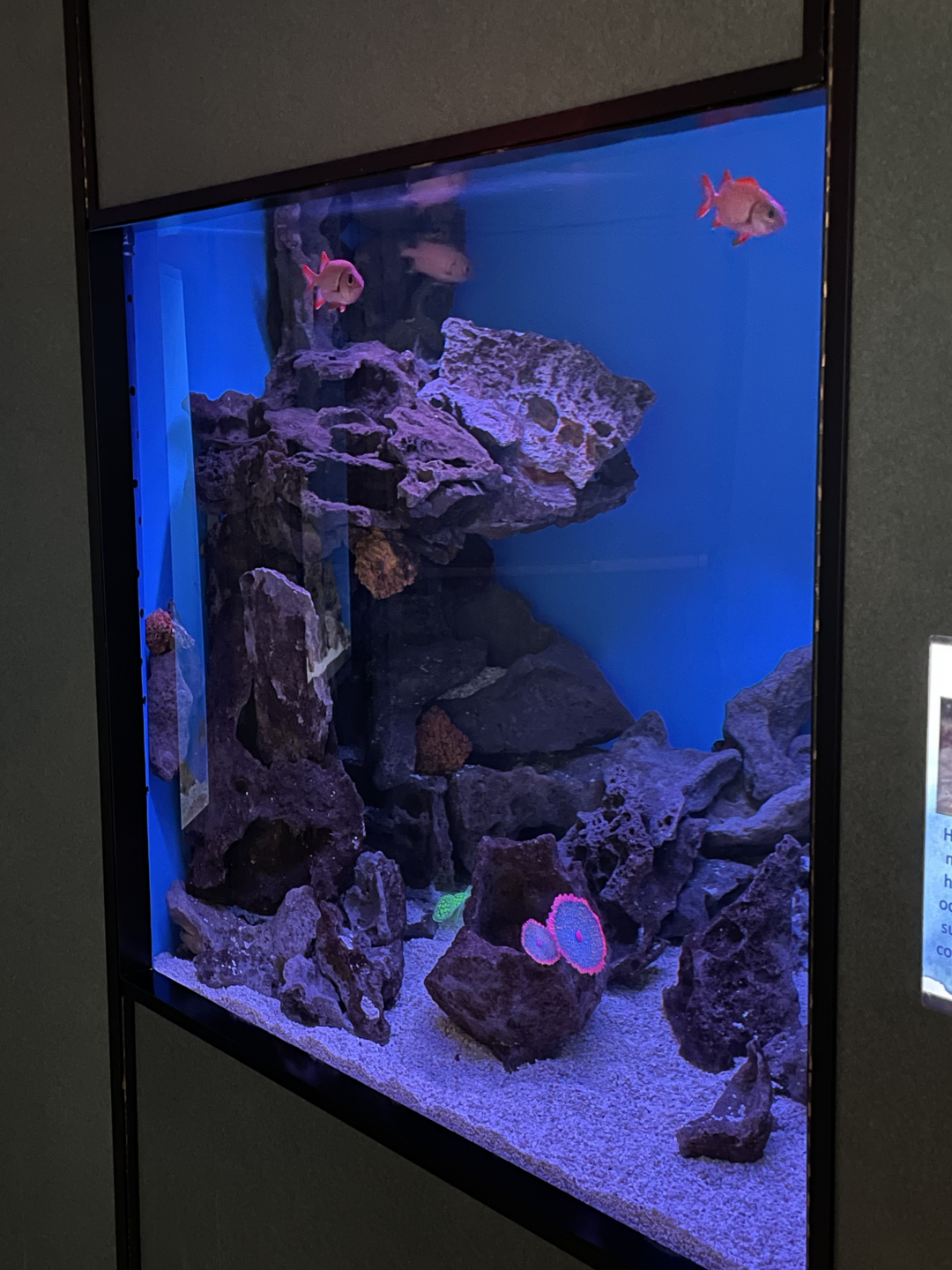 5/8/2022 - Fish Tank