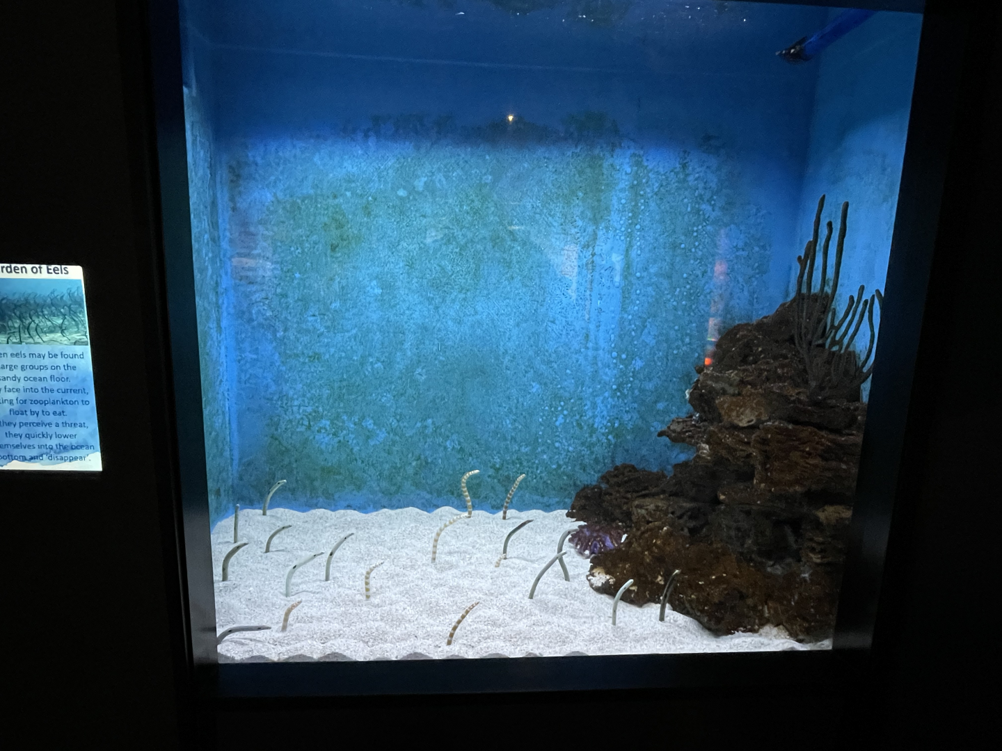 5/8/2022 - Garden Eel Tank