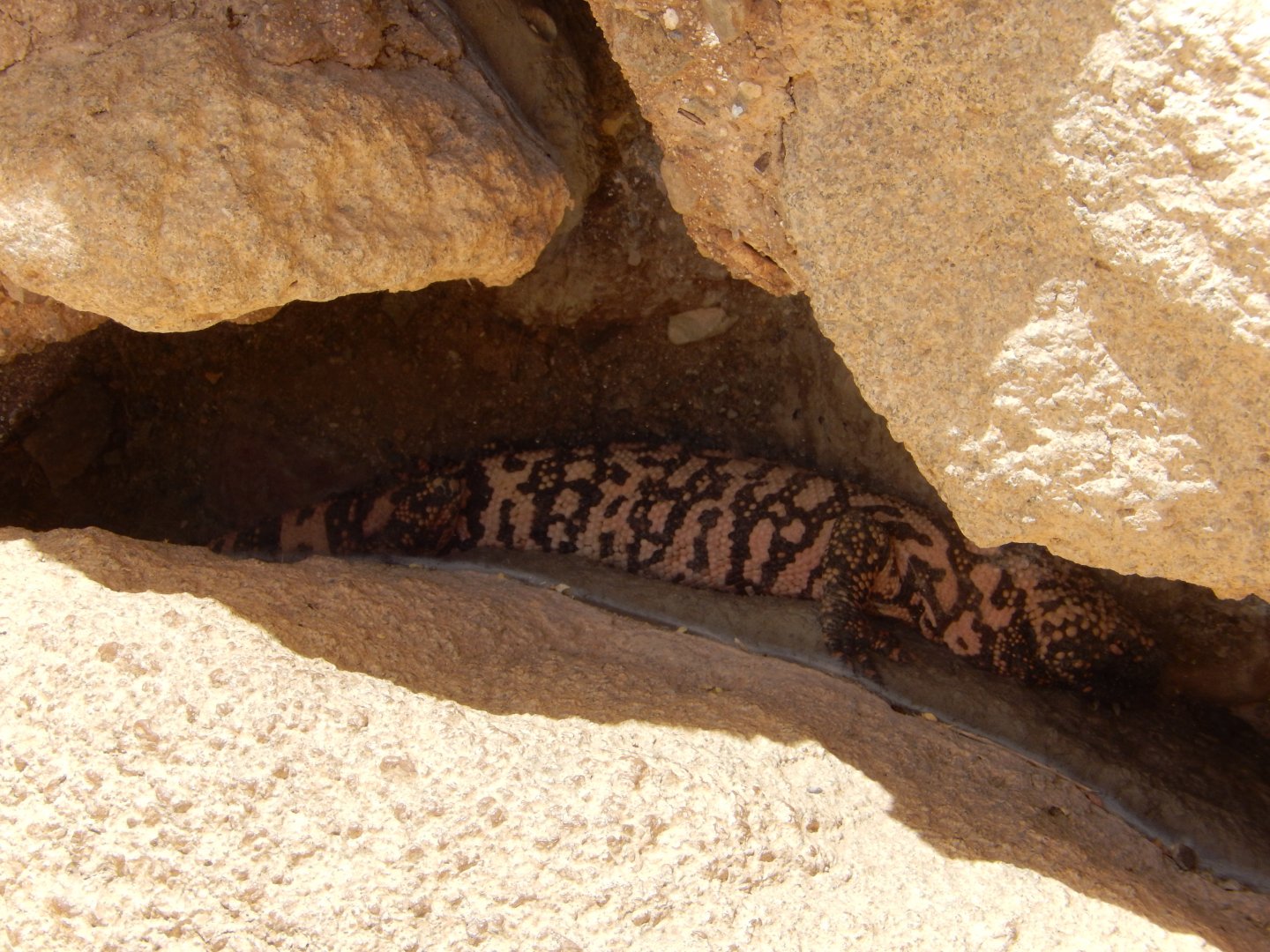 5/8/2022 - Gila Monster