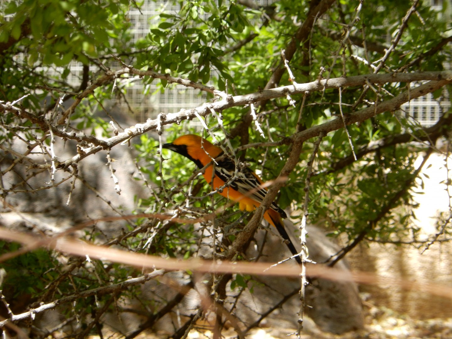 5/8/2022 - Hooded Oriole