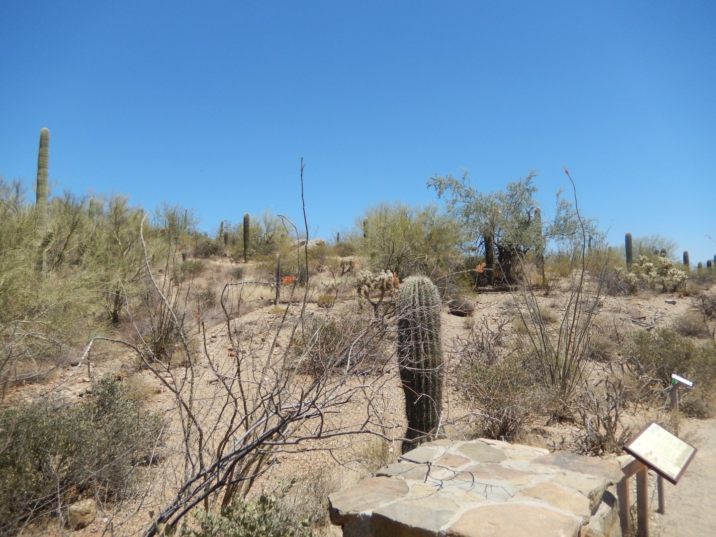 5/8/2022 - Javelina Habitat (Left Half)