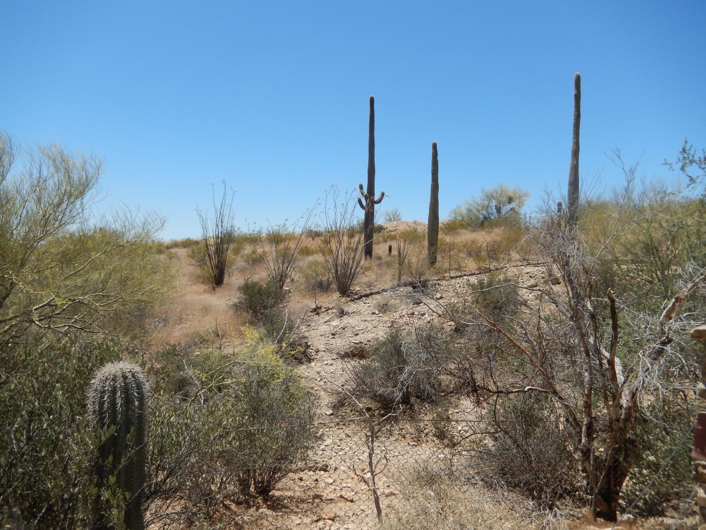 5/8/2022 - Javelina Habitat (Right Half)