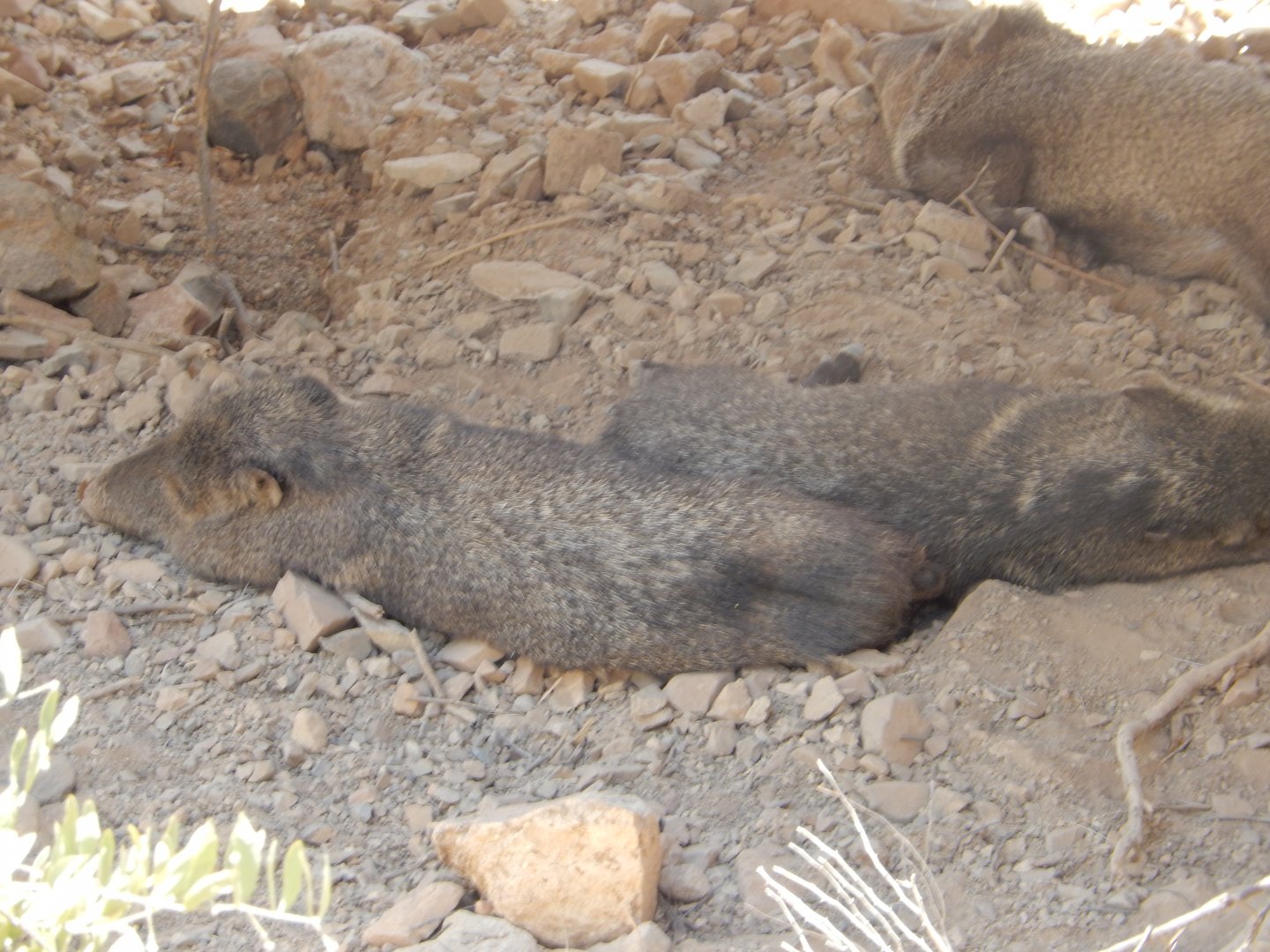 5/8/2022 - Javelinas