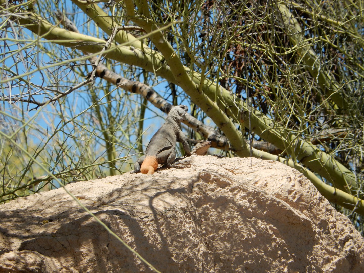 5/8/2022 - King of the Rock