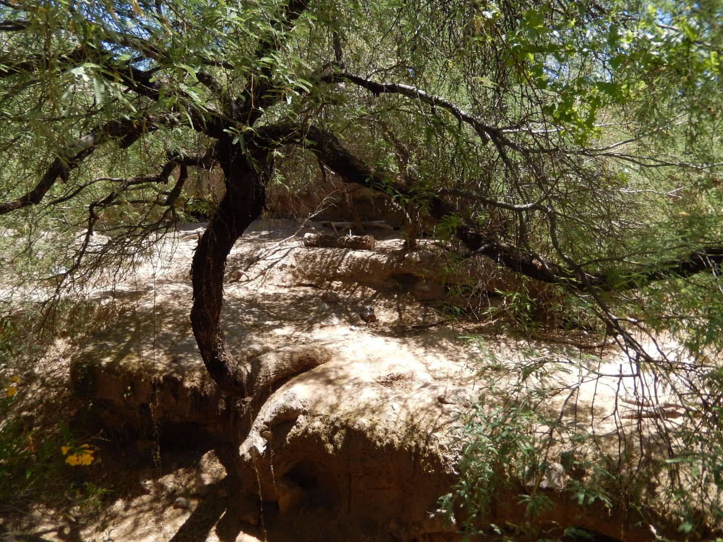 5/8/2022 - Mexican Gray Wolf Habitat