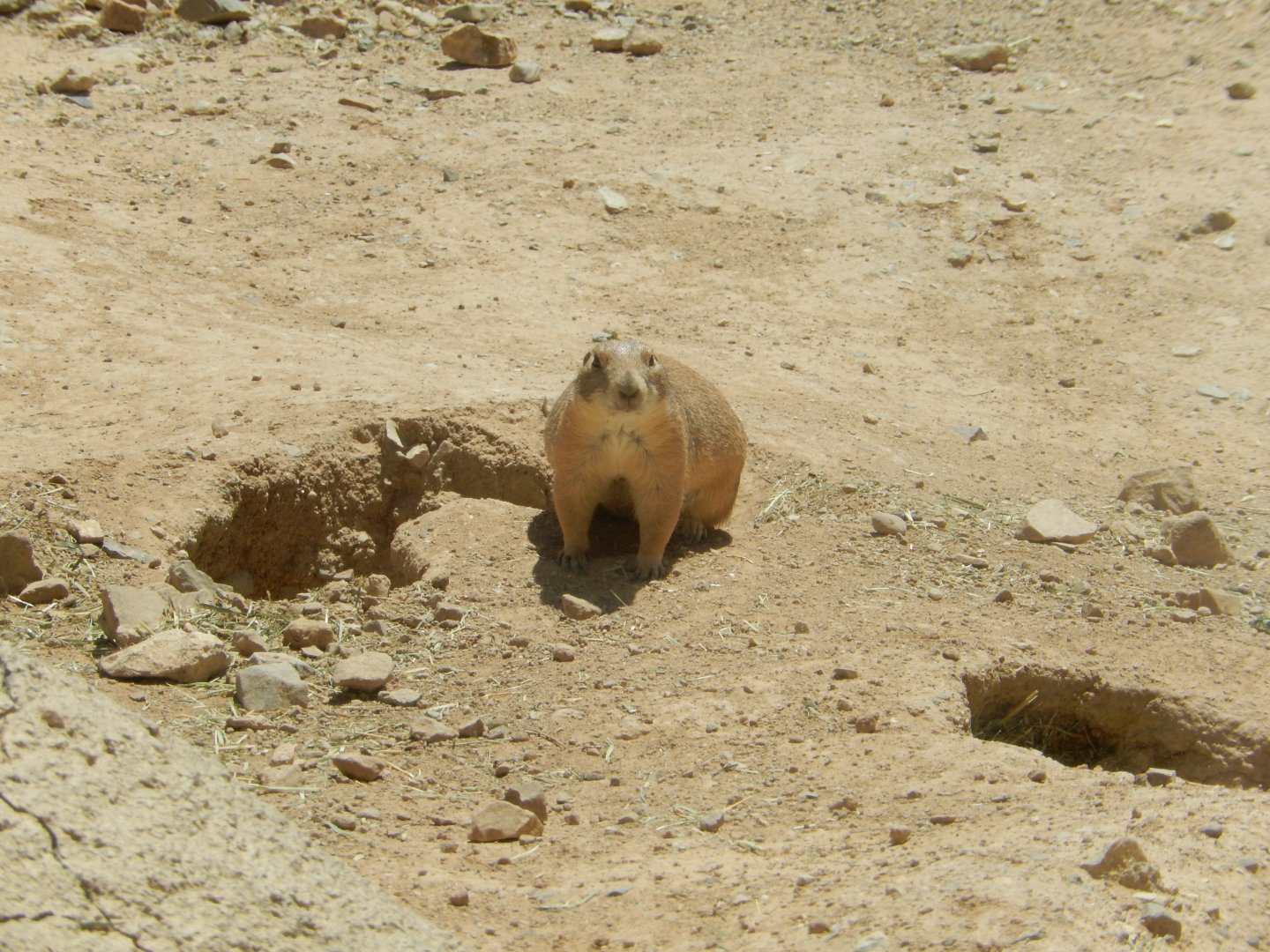 5/8/2022 - Prairie Dog