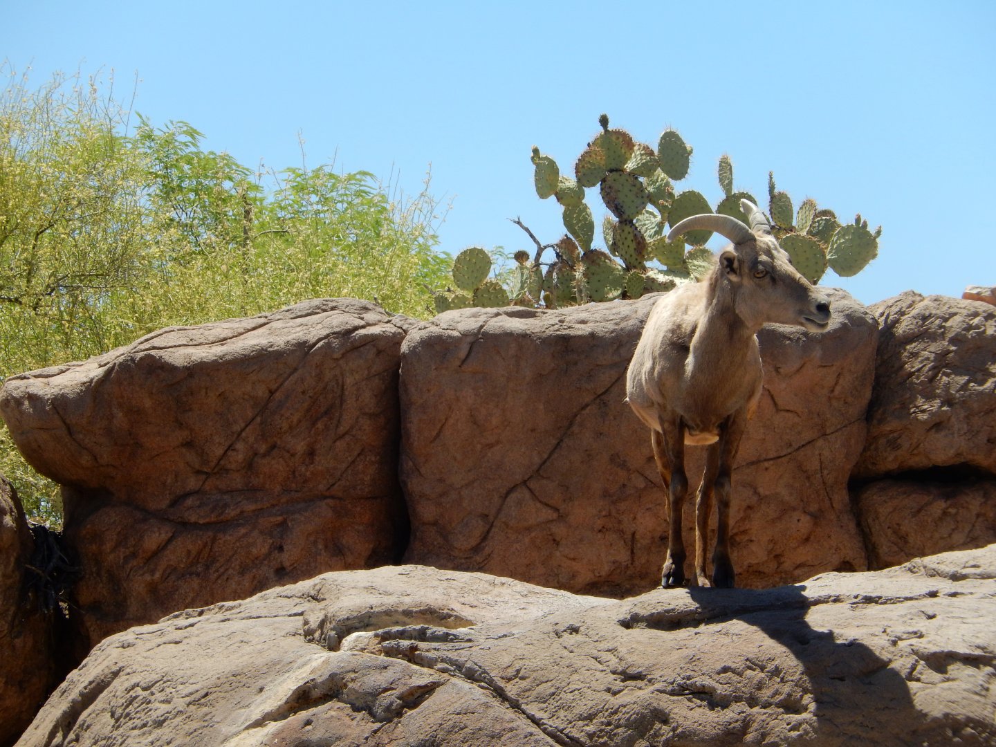 5/8/2022 - Queen of the Sonoran Hills