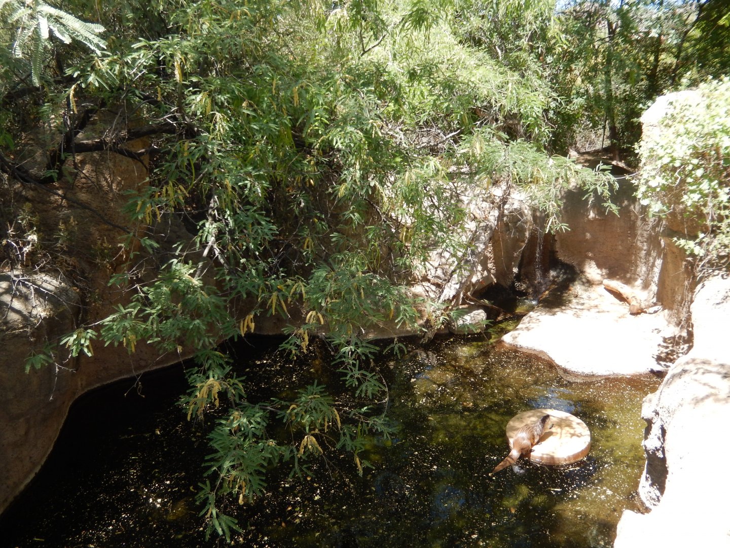 5/8/2022 - River Otter Exhibit
