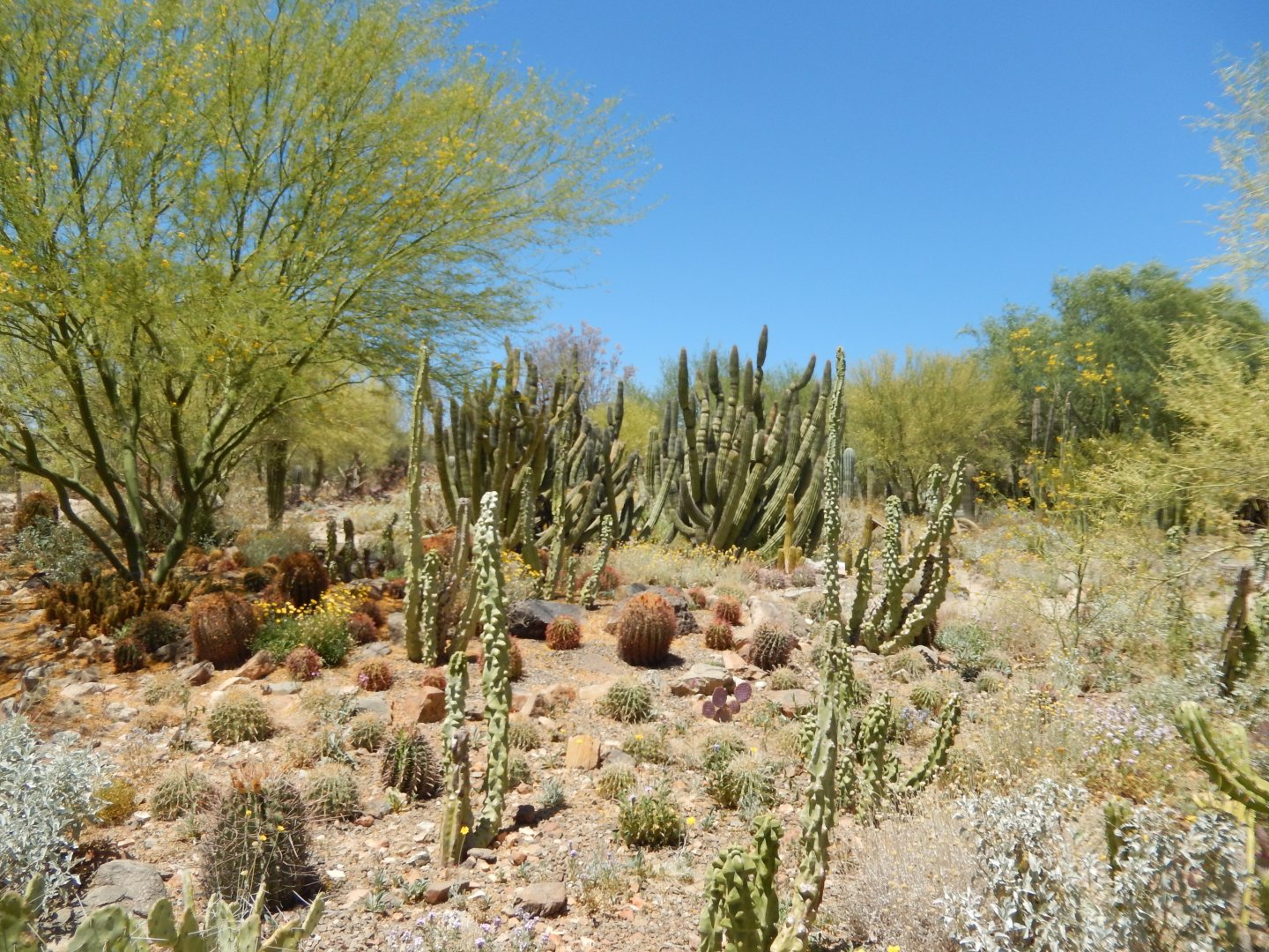 5/8/2022 - Several Types of Cacti